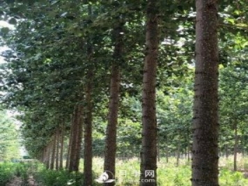 河南周口：培育出不飞絮的杨树新品种