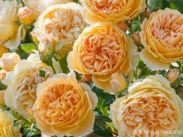 大花香水月季的养护方法，分享10种花香飘满屋