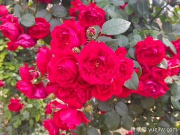 6款红色系的藤本月季品种，适合打造网红花墙