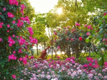 上海前滩休闲公园，月季花海盛景等你赏