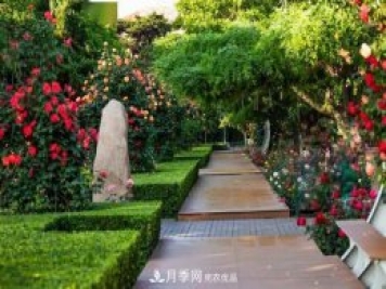 秦皇岛适合养月季花，市花和市树是什么